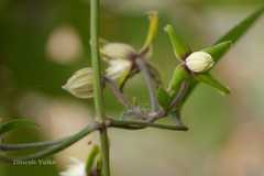 Clematis hedysarifolia